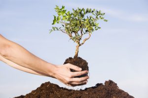 Person planting Pistachio tree in soil